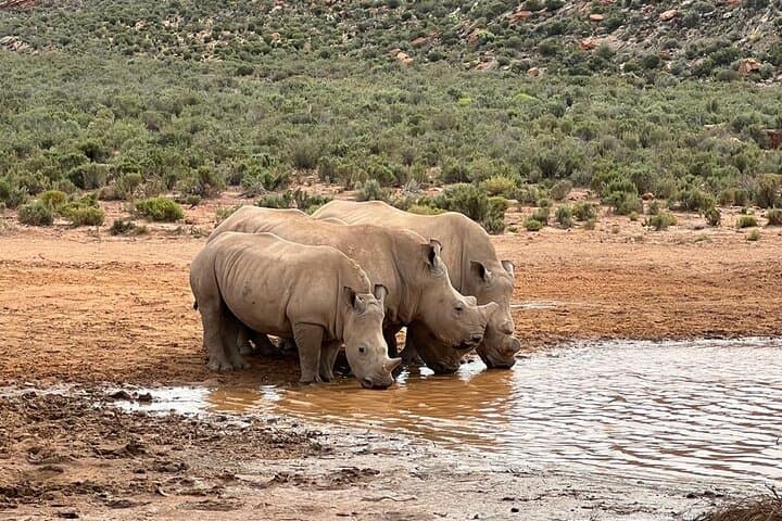 Big Five Safari from Cape Town — Day Trip to a Private Game Reserve photo 2