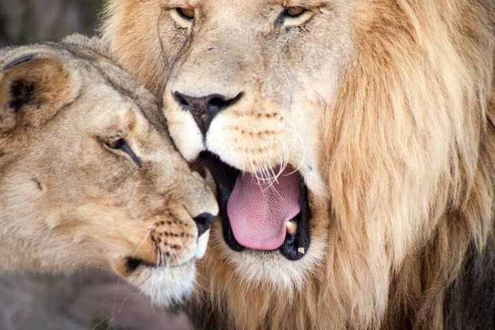Big Five Safari from Cape Town — Day Trip to a Private Game Reserve