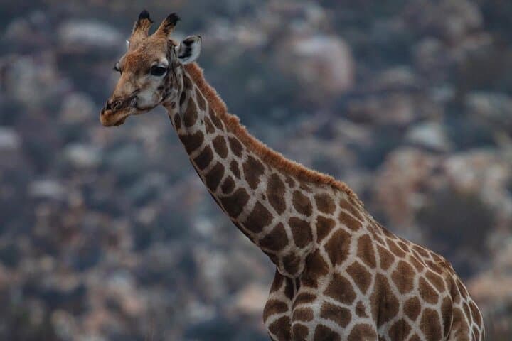 Big Five Safari from Cape Town — Day Trip to a Private Game Reserve photo 6