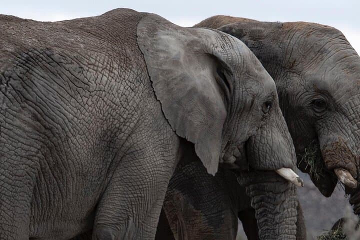 Big Five Safari from Cape Town — Day Trip to a Private Game Reserve photo 5