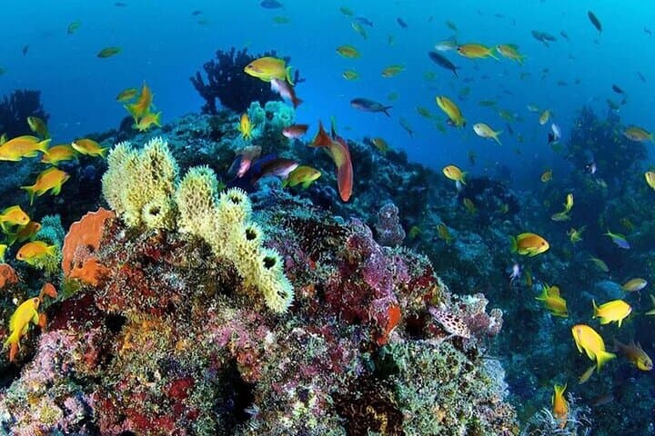 Swim with Dolphins and Snorkel Giftun Island from Hurghada photo 5