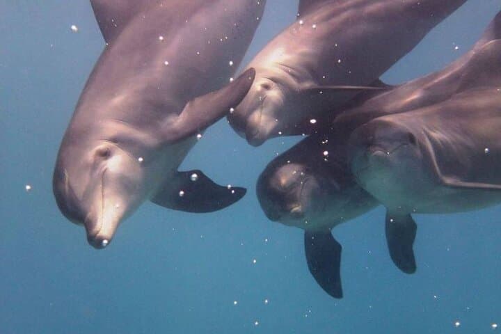 Swim with Dolphins and Snorkel Giftun Island from Hurghada photo 6