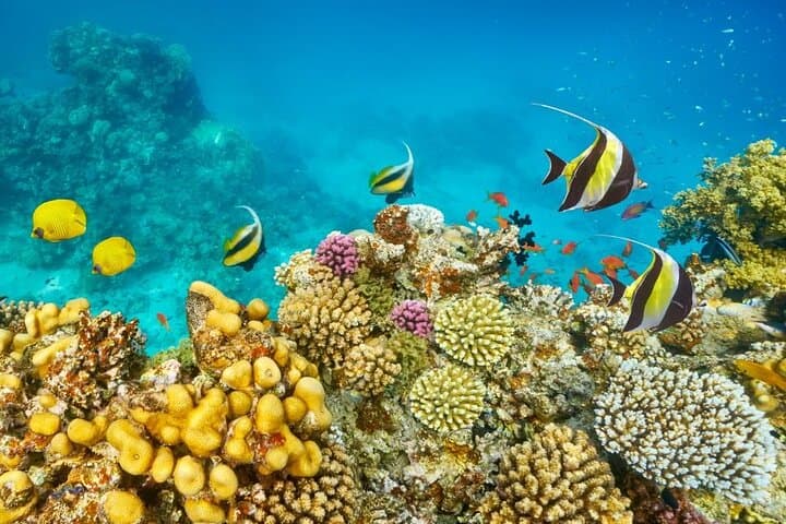 Hurghada Semi‑Submarine and Snorkel: 3-Hour Red Sea Reef Experience photo 6