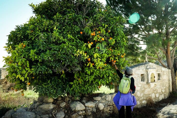Hike Ancient Eleftherna to Margarites — Olive Groves, Ruins & Pottery photo 2