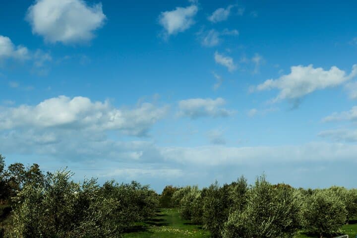 Hike Ancient Eleftherna to Margarites — Olive Groves, Ruins & Pottery photo 5