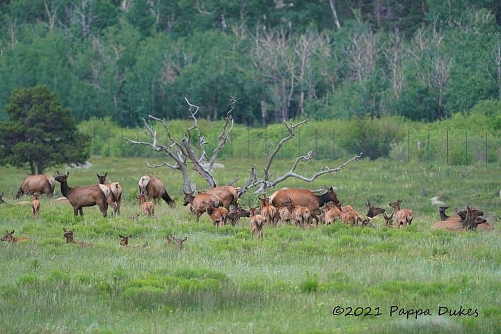 Elk Watching Photo Tour in Rocky Mountain National Park — Fall Rut & Lower Park Highlights photo 4