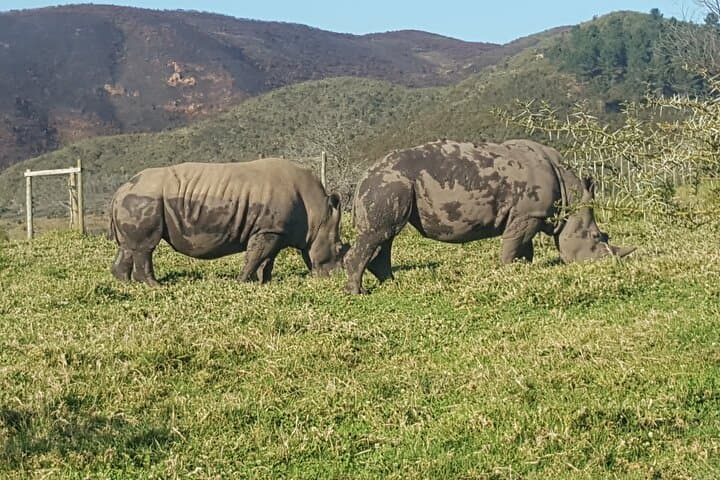 Garden Route Extreme: Shark Cage, Bungy, Skydiving & Big-5 Safari