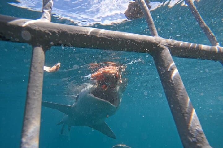 Garden Route Extreme: Shark Cage, Bungy, Skydiving & Big-5 Safari photo 2