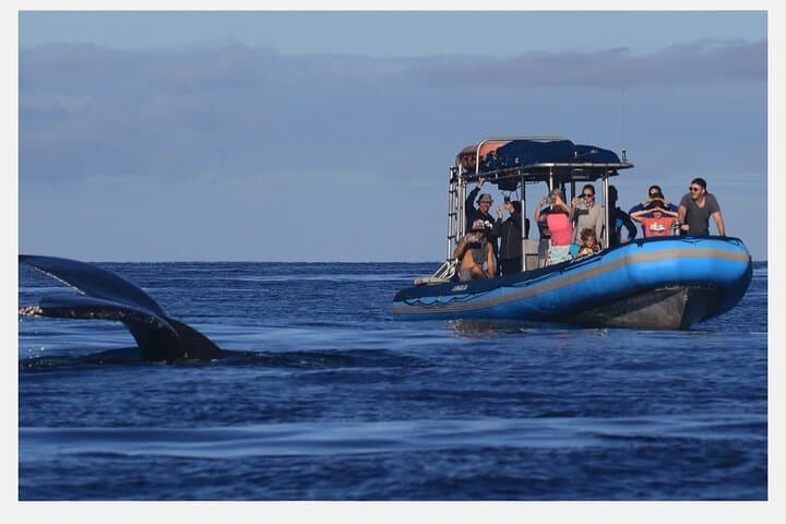 Kihei Morning 1.5-Hour Whale Watch with Hydrophone — Humpback Sightings photo 2