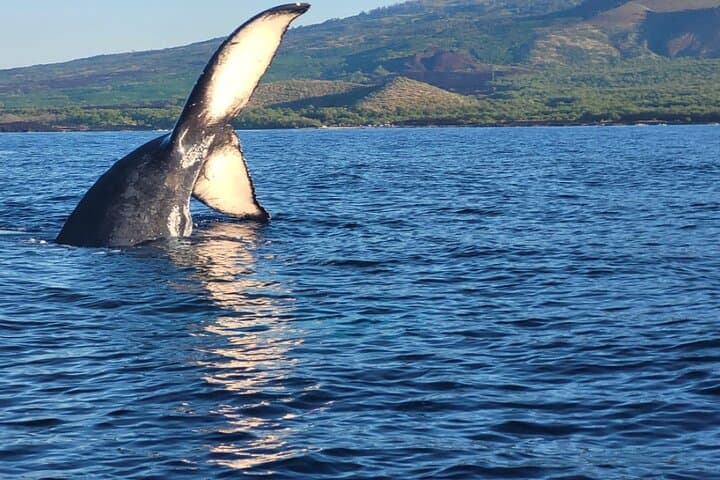 Kihei Morning 1.5-Hour Whale Watch with Hydrophone — Humpback Sightings