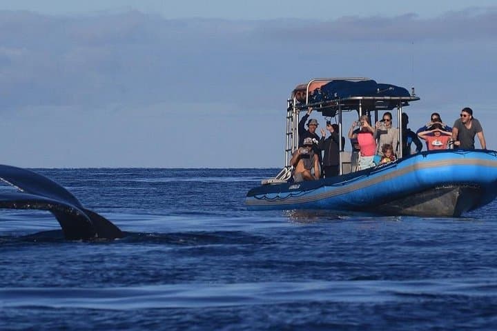 Morning Whale Watch from Kihei: 90-Minute Hydrophone Cruise to Hear Humpbacks photo 2