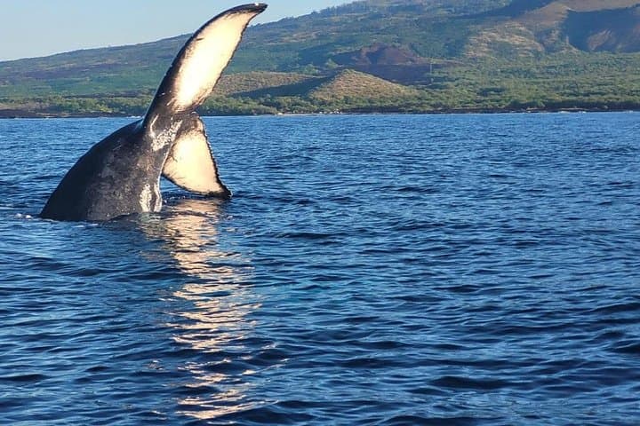 Morning Whale Watch from Kihei: 90-Minute Hydrophone Cruise to Hear Humpbacks photo 4