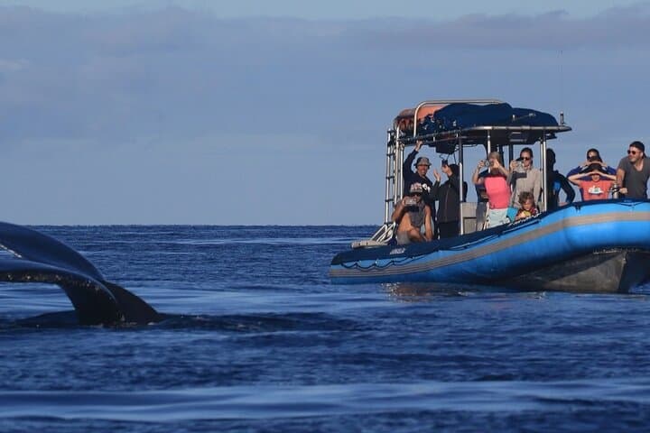 Kihei Whale Watch: 1.5-Hour Hydrophone Cruise for Humpback Encounters photo 4
