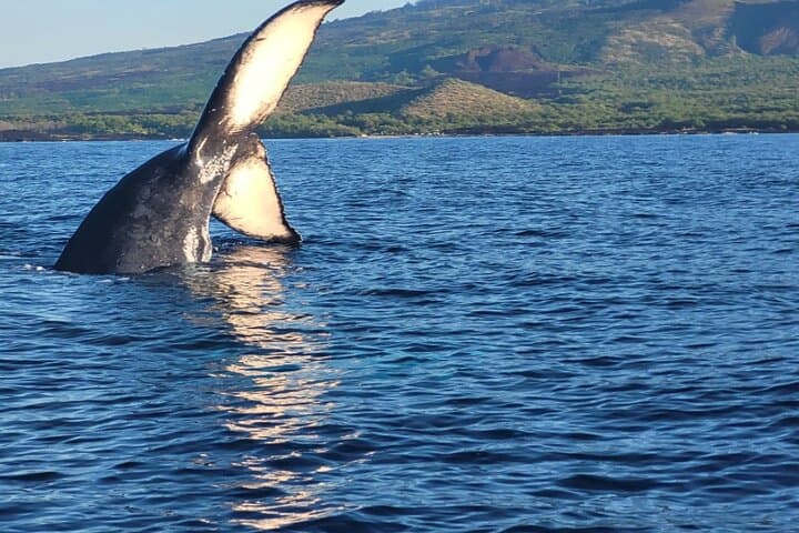 Kihei Whale Watch: 1.5-Hour Hydrophone Cruise for Humpback Encounters photo 5