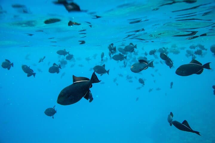 Molokini 2-Hour Express Snorkel from Kihei — Beat the Crowds photo 6