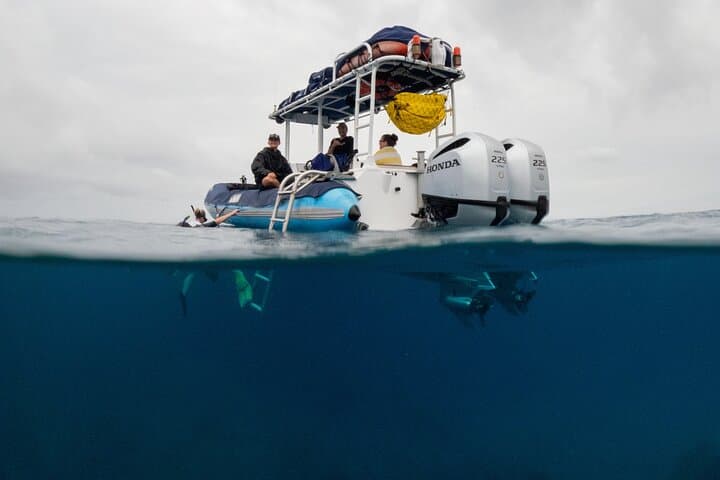 Molokini Snorkel & Maui Whale Watch — 2.5-Hour Express Adventure photo 3