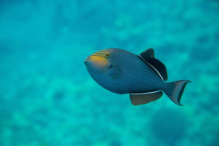 Molokini & Turtle Town: Best 3-Hour Snorkel from Kihei, Maui photo 6