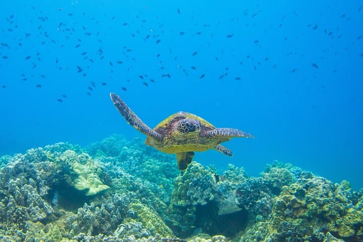 Molokini & Turtle Town: Best 3-Hour Snorkel from Kihei, Maui