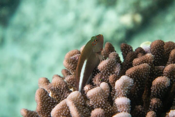 Molokini & Turtle Town: Best 3-Hour Snorkel from Kihei, Maui photo 2