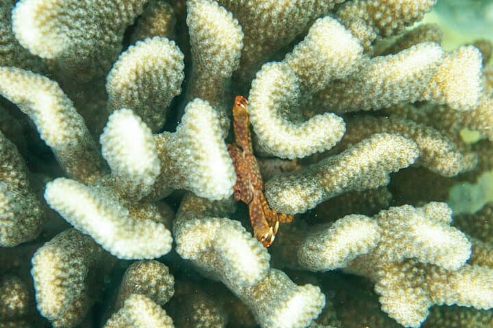 Molokini & Turtle Town: Best 3-Hour Snorkel from Kihei, Maui photo 5