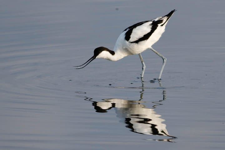 Lymington Wildlife Discovery Walk: New Forest Coast Birding, History & Seawall Stroll photo 4