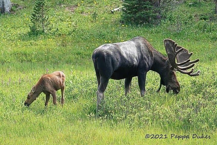 Sunset Wildlife Photo Tour in Rocky Mountain National Park photo 3