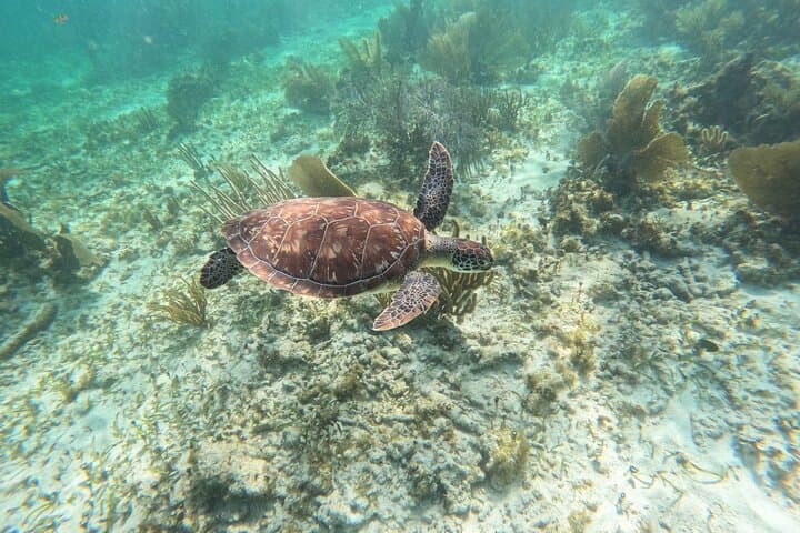 Snorkel Puerto Morelos: Guided Trip to the Mesoamerican Reef photo 2