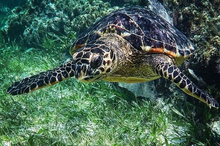 Snorkel Puerto Morelos: Guided Trip to the Mesoamerican Reef photo 4