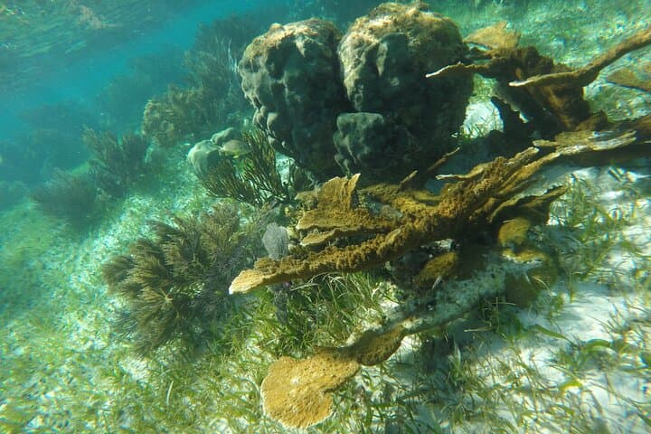 Snorkel Puerto Morelos: Guided Trip to the Mesoamerican Reef photo 5