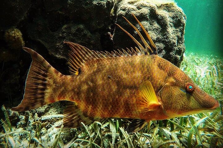 Snorkel Puerto Morelos: Guided Trip to the Mesoamerican Reef photo 6