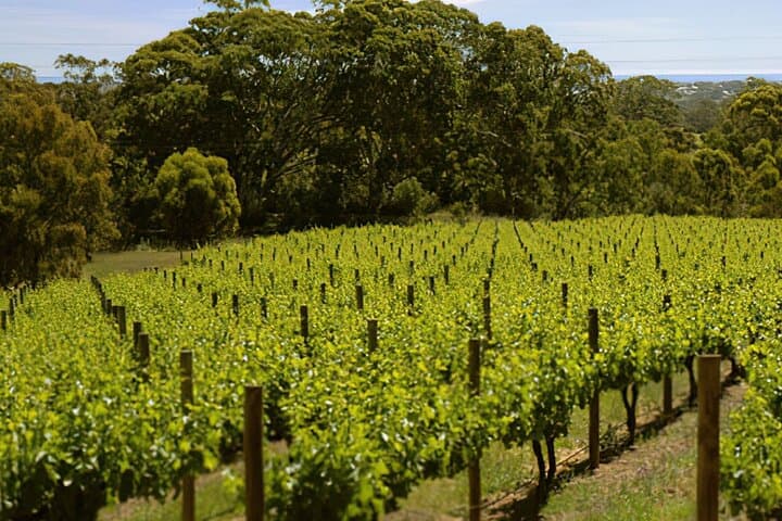 McLaren Vale & Hahndorf: A Day Wine Tour from Adelaide photo 5