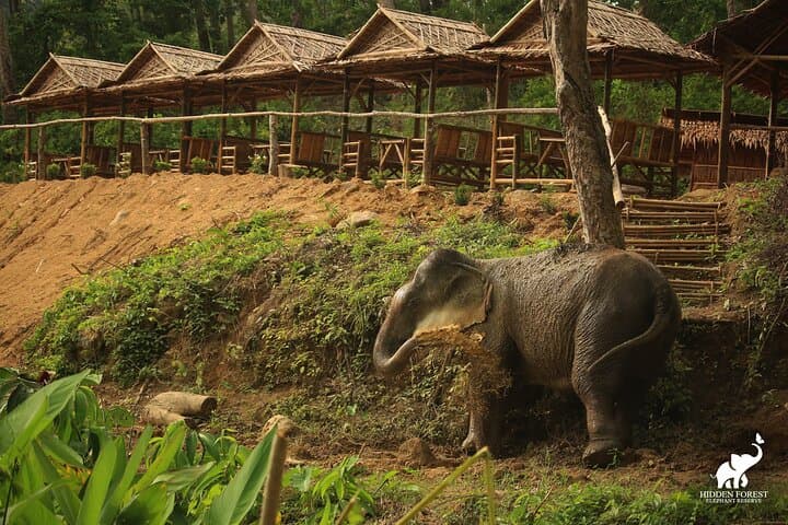 Hidden Forest Elephant Reserve Guided Tour in Phuket — Ethical Elephant Sanctuary Experience photo 6