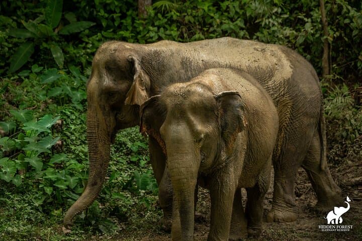 Hidden Forest Elephant Reserve Guided Tour in Phuket — Ethical Elephant Sanctuary Experience