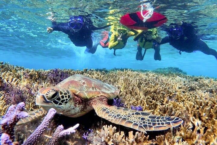 Miyako Island Sea Turtle Snorkeling: Half-Day Snorkel with High Turtle Encounters photo 4