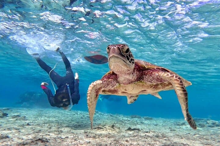 Miyako Island Sea Turtle Snorkeling: Half-Day Snorkel with High Turtle Encounters photo 3