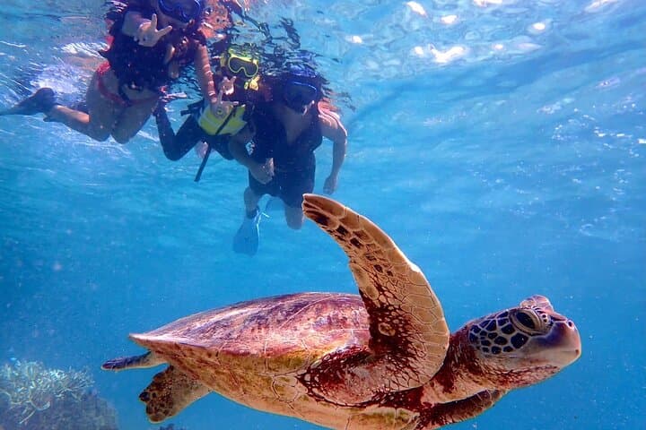 Miyako Island Sea Turtle Snorkeling: Half-Day Snorkel with High Turtle Encounters photo 2