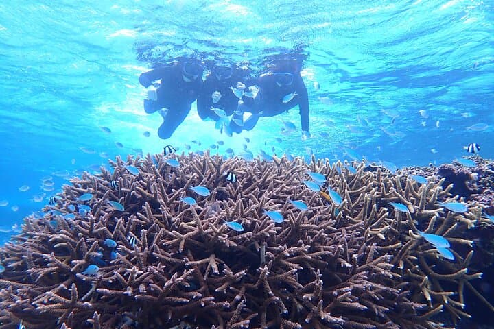 Snorkel Miyako's Natural Aquarium: Tropical Coral & Turtle Snorkeling Tour photo 2
