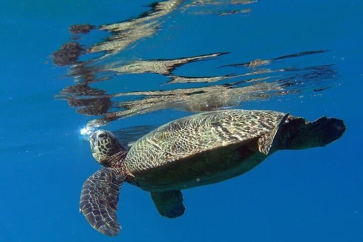 Kauai Private Shore Snorkel with Sea Turtles — Guided Small-Group Reef Adventure photo 2