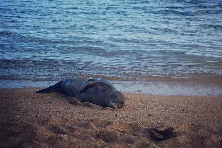 Kauai Private Shore Snorkel with Sea Turtles — Guided Small-Group Reef Adventure photo 5