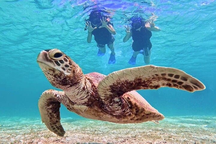 Miyako Island Sea Turtle Snorkeling: Half-Day Snorkel with High Turtle Encounters photo 5