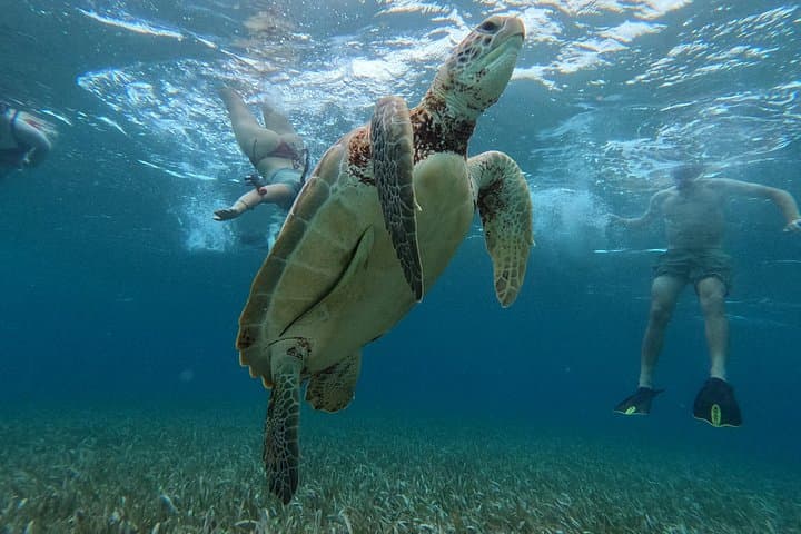 Snorkel Hol Chan Marine Reserve: Full-Day Tour from Caye Caulker photo 4