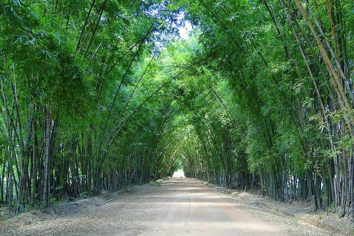 Negril Private Tour: YS Falls, Pelican Bar & Bamboo Avenue photo 6