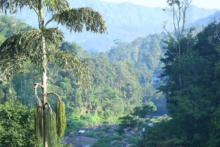 Munnar Day Tour: Waterfalls, Tea-Trek & Lockhart Tea Factory Experience photo 6