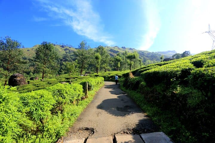 Munnar Day Tour: Waterfalls, Tea-Trek & Lockhart Tea Factory Experience photo 5