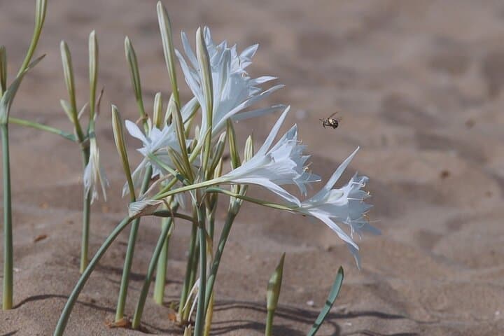 Akamas Peninsula Off-Road Adventure and Blue Lagoon Boat Trip photo 6