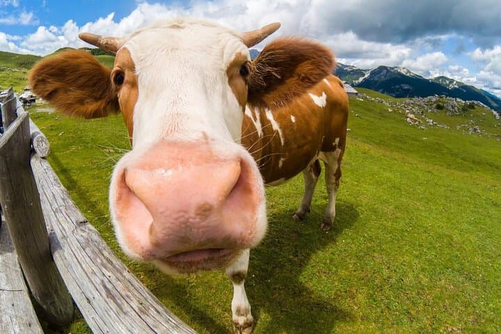13-Day Slovenia Grand Tour: Alps, Karst, and Coast photo 6