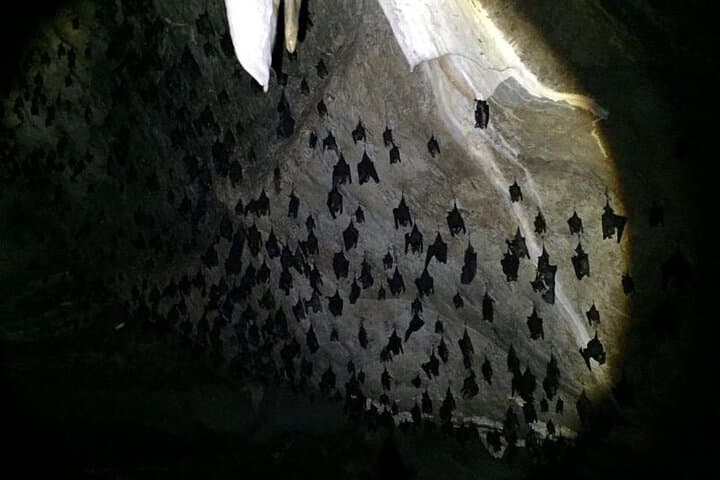 Half-Day Kilim Mangrove Boat Tour with Lunch — Langkawi Wildlife & Caves photo 4