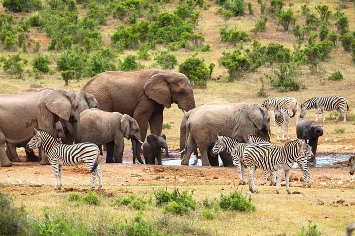 Half-Day Addo Elephant National Park Safari from Port Elizabeth photo 5