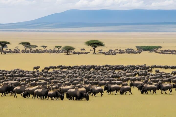 3-Day Private Safari at Sand River Camp — Masai Mara Luxury Retreat photo 3