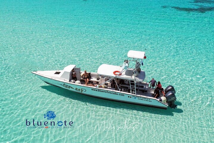Cozumel Two‑Tank Morning Dive: Drift Reefs, Turtles & the Splendid Toadfish